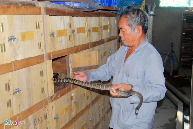 4. Nuôi rắn hổ hèo trong hộc tủ Ông Trần Văn Lèo ở Tri Tôn, An Giang đã thành công với mô hình nuôi rắn hổ hèo trong hộc tủ. Chiếc tủ nuôi rắn được dựng sát vách trong nhà ở, với chiều dài 2 - 4 m. Mặt sau được đóng kính, mặt trước có nhiều hộc nhỏ diện tích bằng nhau, có cánh cửa đống mở, với chiều ngang 30 cm, chiều sâu 50 cm. Hiện ông Lèo có trên 1.000 hộc tủ, thì 500 hộc để nuôi rắn, số còn lại là “nhà dự bị” cho đàn rắn khi ông vệ sinh chuồng trại. Ảnh: Ngọc Trinh. 