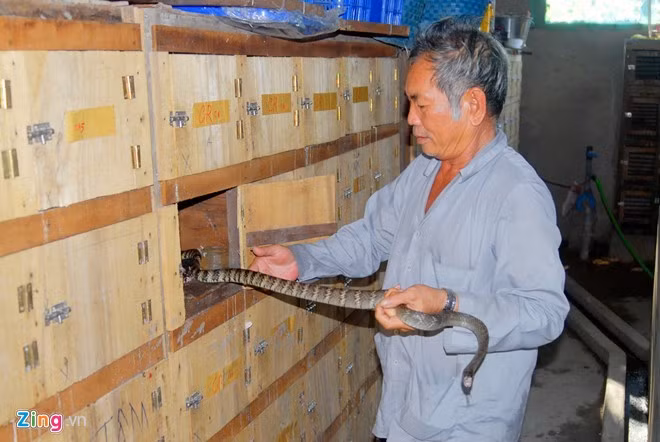 4. Nuôi rắn hổ hèo trong hộc tủ Ông Trần Văn Lèo ở Tri Tôn, An Giang đã thành công với mô hình nuôi rắn hổ hèo trong hộc tủ. Chiếc tủ nuôi rắn được dựng sát vách trong nhà ở, với chiều dài 2 - 4 m. Mặt sau được đóng kính, mặt trước có nhiều hộc nhỏ diện tích bằng nhau, có cánh cửa đống mở, với chiều ngang 30 cm, chiều sâu 50 cm. Hiện ông Lèo có trên 1.000 hộc tủ, thì 500 hộc để nuôi rắn, số còn lại là “nhà dự bị” cho đàn rắn khi ông vệ sinh chuồng trại. Ảnh: Ngọc Trinh. 