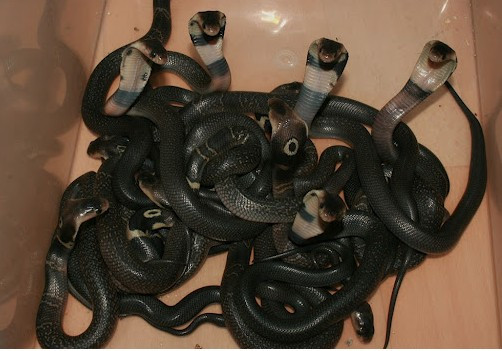 5. Kiếm tiền từ nghề làm bạn với tử thần Không nuôi rắn hổ hèo trong hộc tủ như một số người dân ở miền Tây, Bùi Hải Minh (thôn Tây, xã Vạn Ninh, H.Quảng Ninh, Quảng Bình) đã táo bạo nuôi hơn 100 con rắn hổ mang kịch độc tại nhà. Theo chàng trai 21 tuổi thì cái duyên đến với nghề nguy hiểm này bắt nguồn từ chính nỗi sợ rắn của mình. Ảnh: NVCC. 