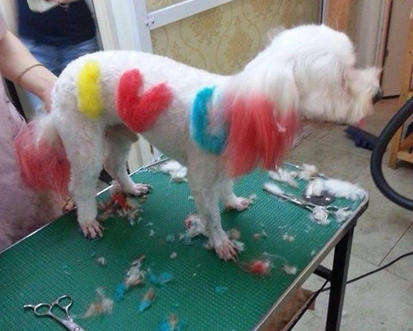 Tại một trạm thú y trong TP.HCM, giá trông giữ thú cưng 90.000 - 200.000 đồng/ngày, dịch vụ cắt tai thẩm mỹ 100.000 đồng; cắt lông đuôi: chó nội 10.000 đồng, chó ngoại 15.000 đồng; cạo vôi răng: chó nội 20.000 đồng, chó ngoại 30.000 đồng; cắt móng bàn chân: chó nội 10.000 đồng, chó ngoại 20.000 đồng. Gần đây, một spa ở Hà Nội còn mở thêm các dịch vụ mới như làm nail, ốp móng giá 200.000 đồng/lần, nhuộm lông 400.000 - 500.000 đồng và nâng mí mắt với giá 350.000 đồng/lần. 