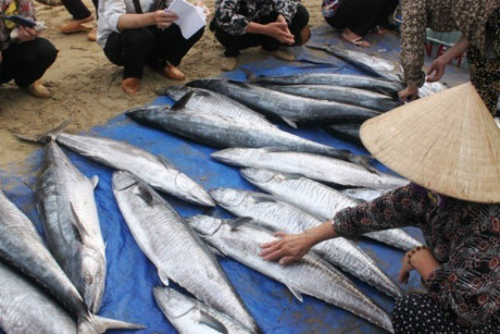 6 KHÔNG khi mua hải sản TƯƠI - NGON - RẺ - KHÔNG HÓA CHẤT, bà nội trợ nên BỎ TÚI - Ảnh 1 6 KHONG khi mua hai san TUOI - NGON - RE - KHONG HOA CHAT, ba noi tro nen BO TUI - Anh 1