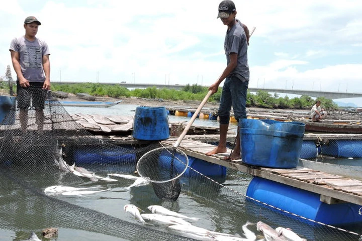 Cá bè trên sông Chà Và chết vào sáng 26/8. Ảnh: Tuổi trẻ.