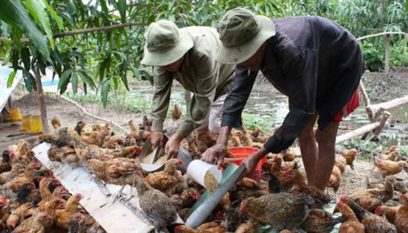 Ba bất lợi cùng lúc đè bẹp giá gà trong nước, gia cầm phía Nam thua lỗ - Ảnh 1 Ba bat loi cung luc de bep gia ga trong nuoc, gia cam phia Nam thua lo - Anh 1