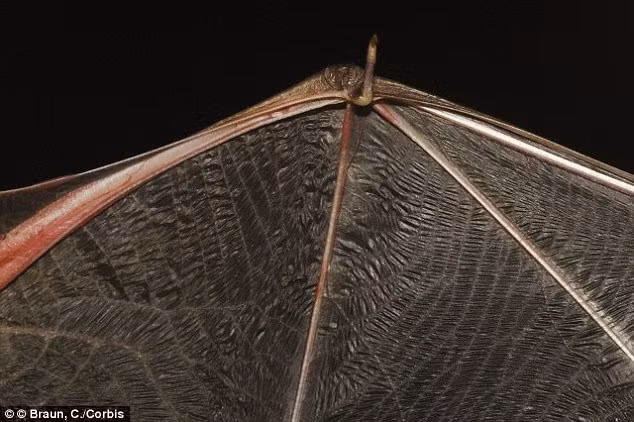 Phóng to kết cấu cánh dơi