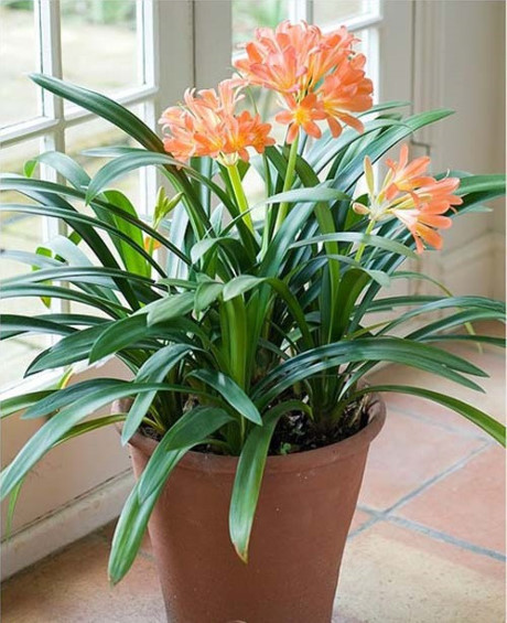 Trồng cây này trong nhà sự nghiệp HƯNG PHÁT, gia đình yên ấm, TÀI LỘC đến cửa! - Ảnh 1 Trong cay nay trong nha su nghiep HUNG PHAT, gia dinh yen am, TAI LOC den cua! - Anh 1