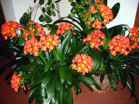 Trồng cây này trong nhà sự nghiệp HƯNG PHÁT, gia đình yên ấm, TÀI LỘC đến cửa! - Ảnh 2 Trong cay nay trong nha su nghiep HUNG PHAT, gia dinh yen am, TAI LOC den cua! - Anh 2