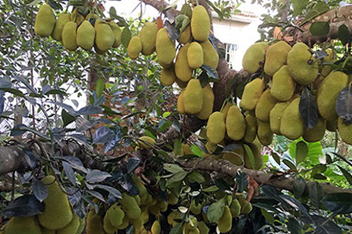 Mắt tròn mắt dẹt nhìn những gốc mít “siêu mắn“