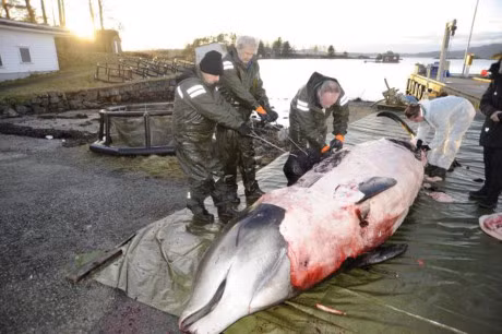 30 tui rac trong bung ca voi bao dong o nhiem moi truong - Anh 2