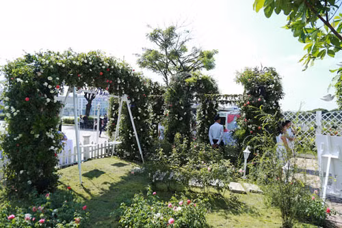 Bất ngờ với vườn hồng lớn nhất Việt Nam - 3