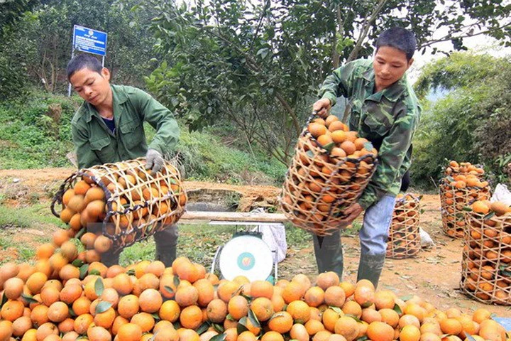 Thu hoạch cam cành. Ảnh: Vũ Sinh/TTXVN