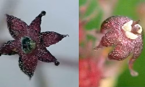 Hoa hình sao màu tím của loài cây ký sinh mới phát hiện trên đảo Yakushima. Ảnh: Yamashita Hiroaki.