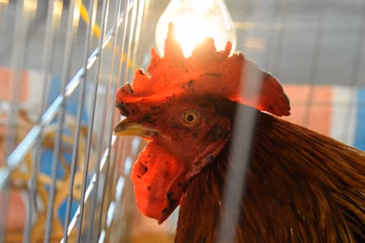 Để sở hữu những chú gà chín cựa khỏe mạnh bạn phải nắm bắt kỹ thuật nuôi và chăm sóc cơ bản nhất. Ảnh minh họa