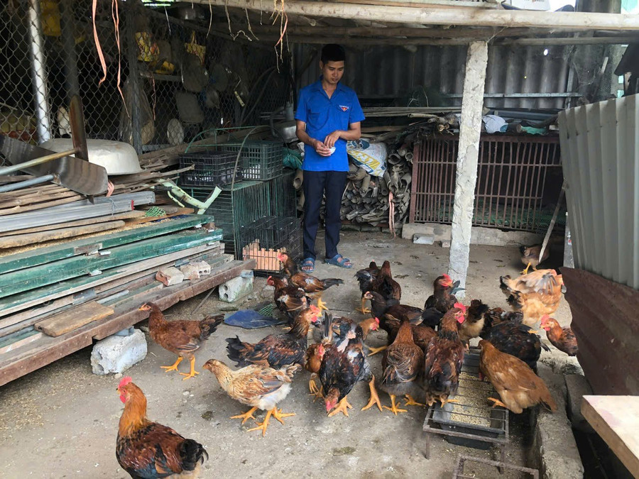 Anh Nguyễn Ngọc Thiện bên đàn gà lai giống của mình. Ảnh: NVCC
