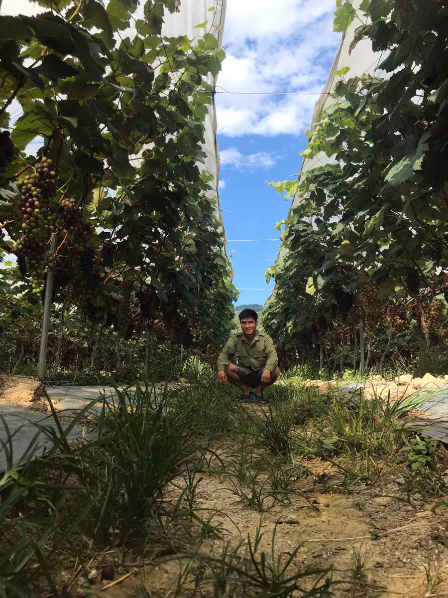 vuon-nho-cua-anh-thanh-dat-nang-suat-cao.jpg