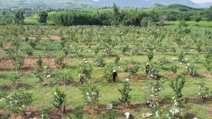 Xã miền núi Quảng Ngãi chuyển mình nhờ Chương trình Mục tiêu quốc gia. Ảnh: N.Toàn