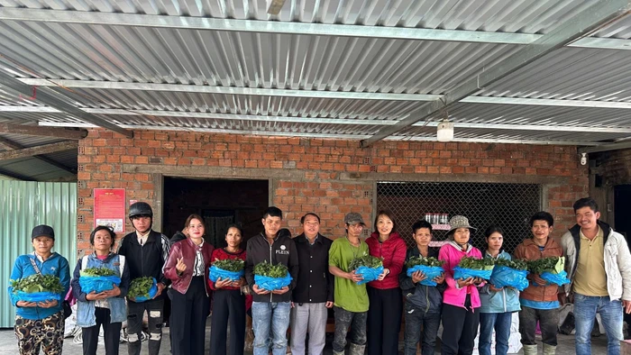 Trao sâm Ngọc Linh giống cho hộ nghèo ở miền núi Đà Nẵng. 