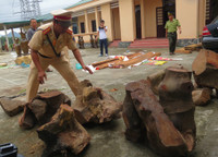 Bắt giữ một xe khách vận chuyển gỗ quý không rõ nguồn gốc ảnh 2