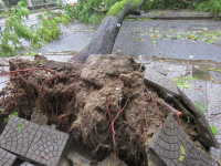 Cây xanh gãy đổ la liệt sau áp thấp nhiệt đới ảnh 6