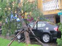 Cây xanh gãy đổ la liệt sau áp thấp nhiệt đới ảnh 3