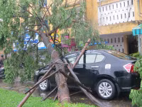 Cây xanh gãy đổ la liệt sau áp thấp nhiệt đới ảnh 3