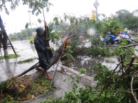 Cây xanh gãy đổ la liệt sau áp thấp nhiệt đới ảnh 5