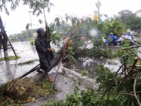 Cây xanh gãy đổ la liệt sau áp thấp nhiệt đới ảnh 5