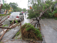 Cây xanh gãy đổ la liệt sau áp thấp nhiệt đới ảnh 9