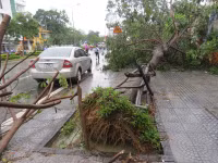 Cây xanh gãy đổ la liệt sau áp thấp nhiệt đới ảnh 9