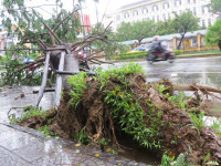 Cây xanh gãy đổ la liệt sau áp thấp nhiệt đới ảnh 10