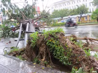 Cây xanh gãy đổ la liệt sau áp thấp nhiệt đới ảnh 10