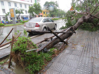 Cây xanh gãy đổ la liệt sau áp thấp nhiệt đới ảnh 2