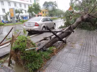 Cây xanh gãy đổ la liệt sau áp thấp nhiệt đới ảnh 2