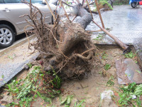 Cây xanh gãy đổ la liệt sau áp thấp nhiệt đới ảnh 1