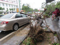 Cây xanh gãy đổ la liệt sau áp thấp nhiệt đới ảnh 8