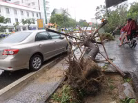 Cây xanh gãy đổ la liệt sau áp thấp nhiệt đới ảnh 8