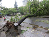 Cây xanh gãy đổ la liệt sau áp thấp nhiệt đới ảnh 7