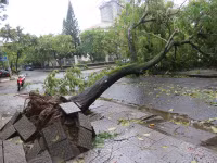 Cây xanh gãy đổ la liệt sau áp thấp nhiệt đới ảnh 7