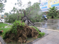 Cây xanh gãy đổ la liệt sau áp thấp nhiệt đới ảnh 4