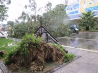 Cây xanh gãy đổ la liệt sau áp thấp nhiệt đới ảnh 4