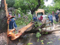 Cây xanh gãy đổ la liệt sau áp thấp nhiệt đới ảnh 11
