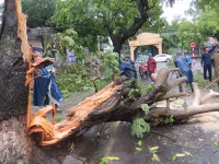 Cây xanh gãy đổ la liệt sau áp thấp nhiệt đới ảnh 11