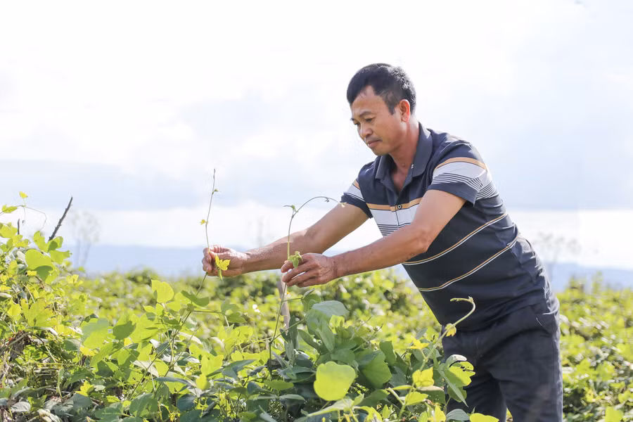 Mô hình trồng sắn dây ở xã Đại Huệ, Nghệ An. (Ảnh: Phạm Tâm)