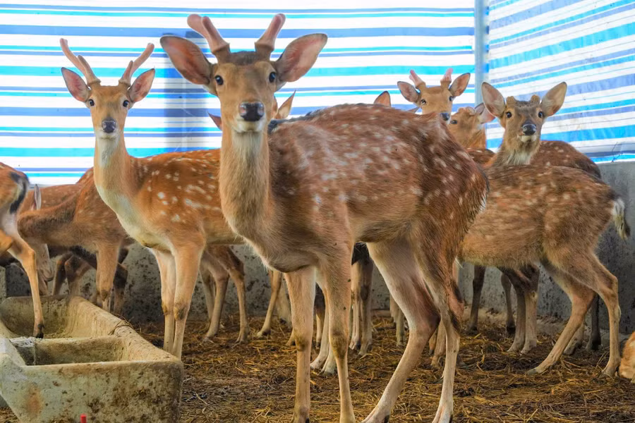 Trang trại nuôi hươu ở xã Quỳnh Tam, Nghệ An.