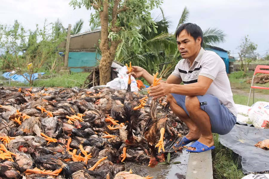 Anh Nguyễn Hữu Sỹ bên đàn gà bị chết do ngập nước.