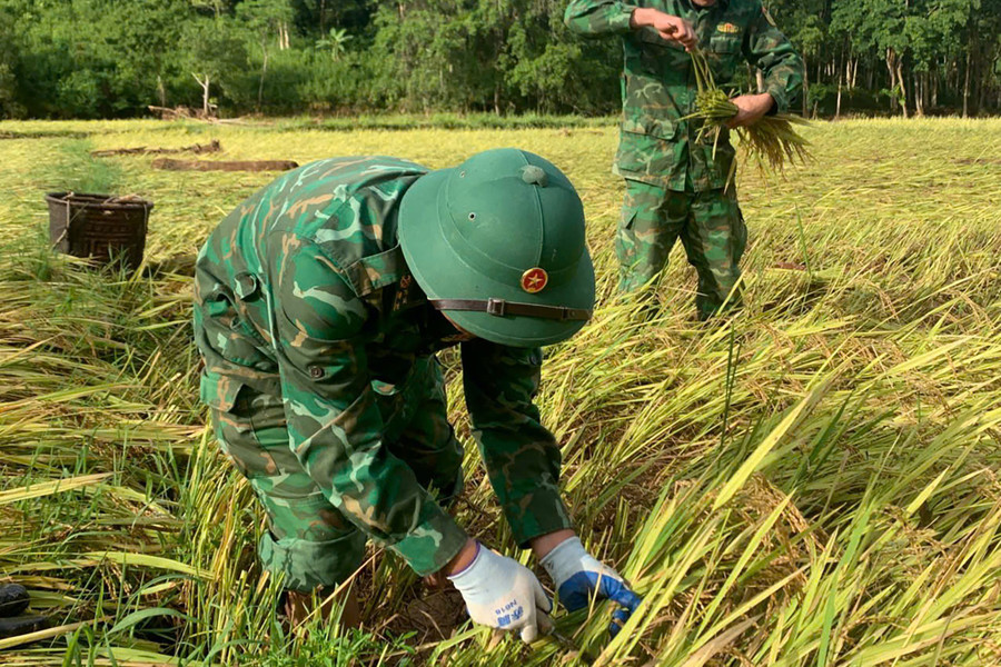 Nhiều diện tích lúa nay nảy mầm do ngâm nước và vùi lấp dưới bùn đất lâu ngày, người dân phải gùi ra suối rửa, phơi khô để tách bùn ra khỏi hạt lúa. 8daff909f514414a1805.jpg