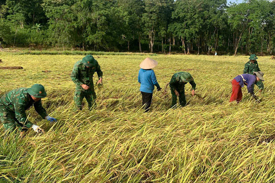 Trước những khó khăn đó, Đồn Biên phòng Nhôn Mai huy động hàng chục cán bộ, chiến sĩ xuống giúp người dân thu hoạch lúa. b26667f46be9dfb786f8.jpg