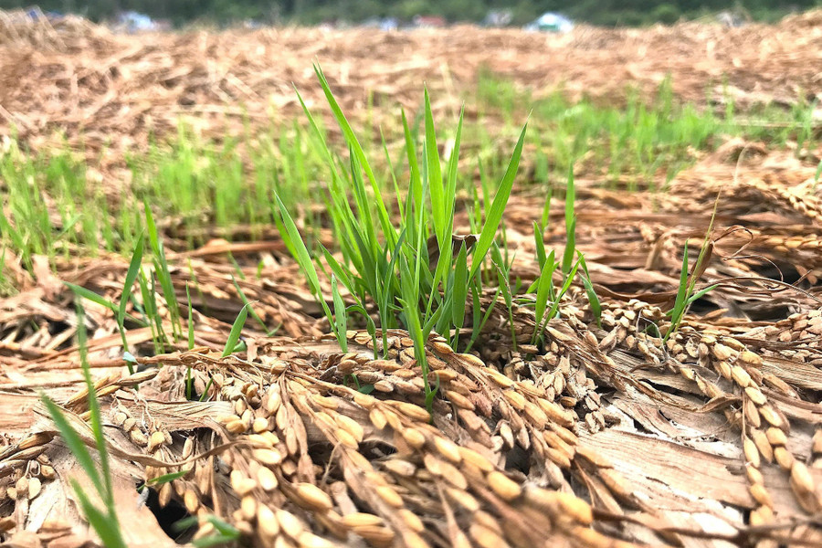 Lúa ngâm nước lâu ngày, nảy mầm trên ruộng. lua-chet-2.jpg