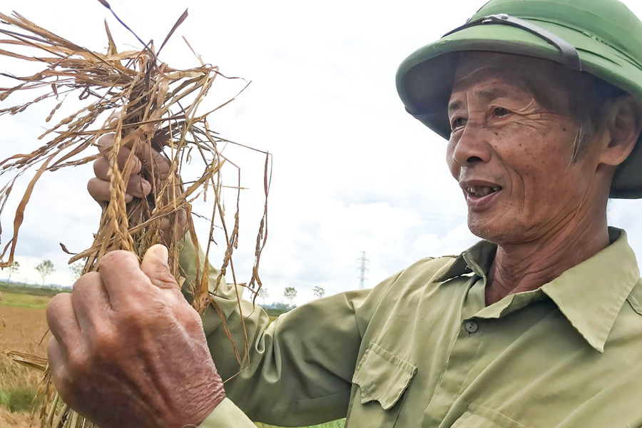 Ông Võ Văn Từ xót xa nhìn thành quả lao động bị mất trắng. lua-chet-1.jpg