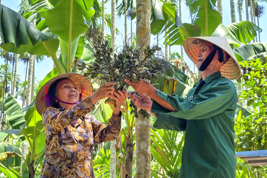 Vợ chồng ông Nguyễn Quang Vinh thu hoạch cau. (Ảnh: Phạm Tâm)