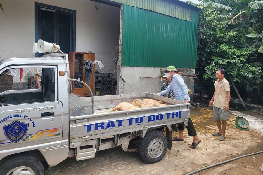 Chính quyền phường Vinh Lộc (Nghệ An) tiêu huỷ lợn nhiễm bệnh. dichtalon2.jpg
